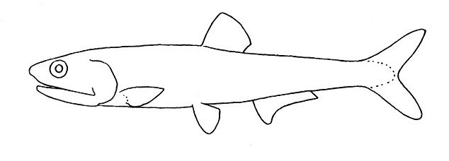 Representative of the family Engraulidae (Gosline & Brock, 1960, fig. 54)